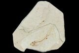 Cretaceous Fossil Fish - Morocco #104396-1